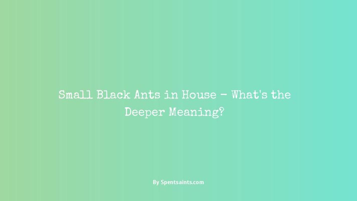 small black ants in house meaning