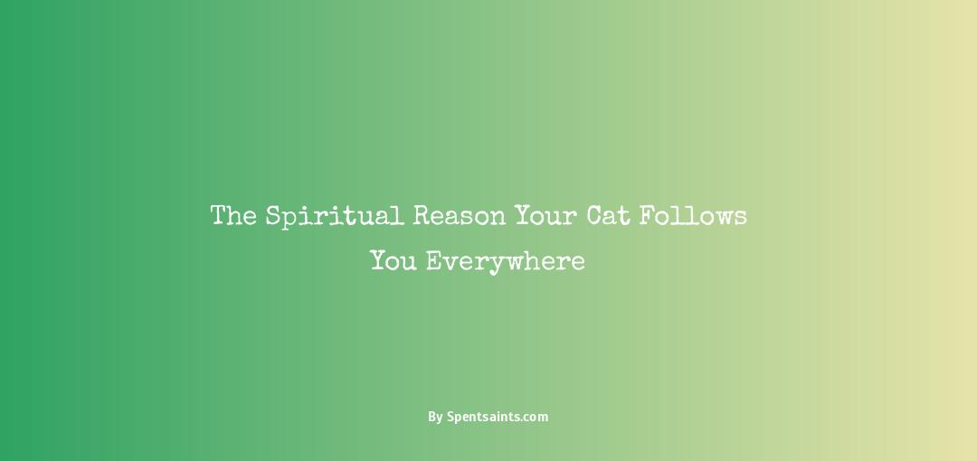 why does my cat follow me everywhere spiritual meaning